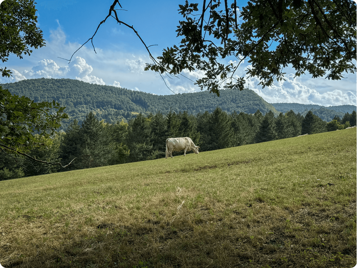 via-dinarica-pargajiens-slovenija-razdrto.png