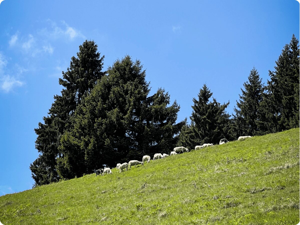 visevnik-kalns-pokljuka-skalas-pargajiens-slovenija.jpg
